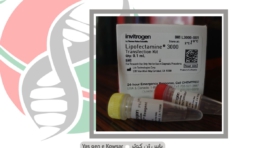 لیپوفکتامین 3000 thermo fisher