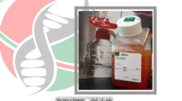 شرکت یاس ژن تامین کننده FBS گیبکو