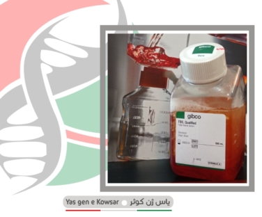 شرکت یاس ژن تامین کننده FBS گیبکو
