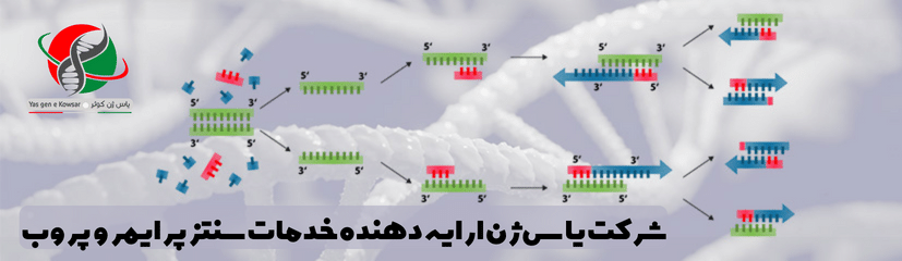 شرکت یاس ژن خدمات سنتز پرایمر