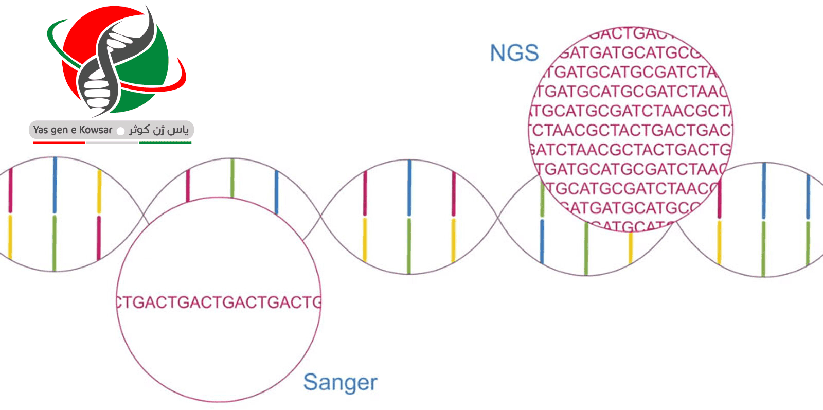 نسل جدید توالی یابی NGS شرکت یاس ژن