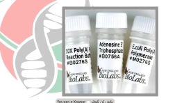خرید آنزیم Poly(A) Polymerase