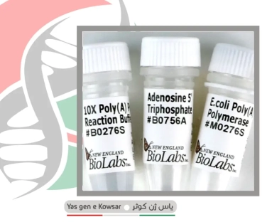 خرید آنزیم Poly(A) Polymerase