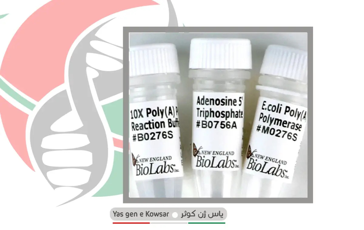 خرید آنزیم Poly(A) Polymerase