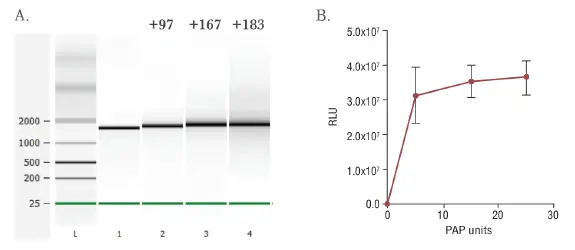 آنزیم E. coli Poly(A) Polymerase شرکت یاس ژن