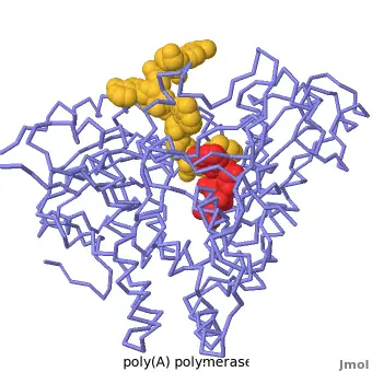 آنزیم E. coli Poly(A) Polymerase شرکت یاس ژن