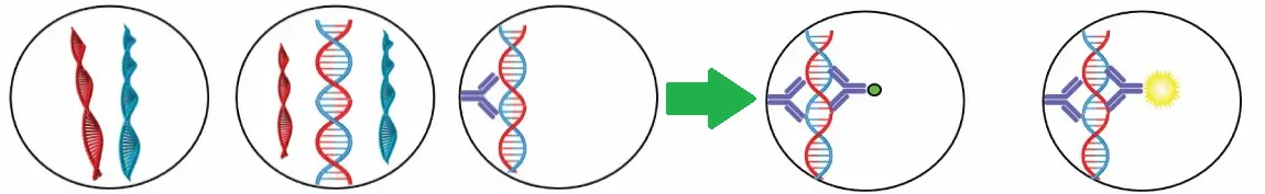 تست HPV به روش qPCR یا هیبریدایزشین