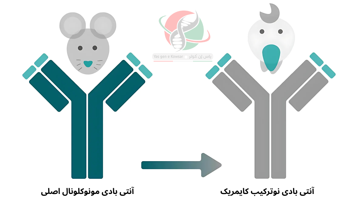آنتی بادی شرکت یاس ژن