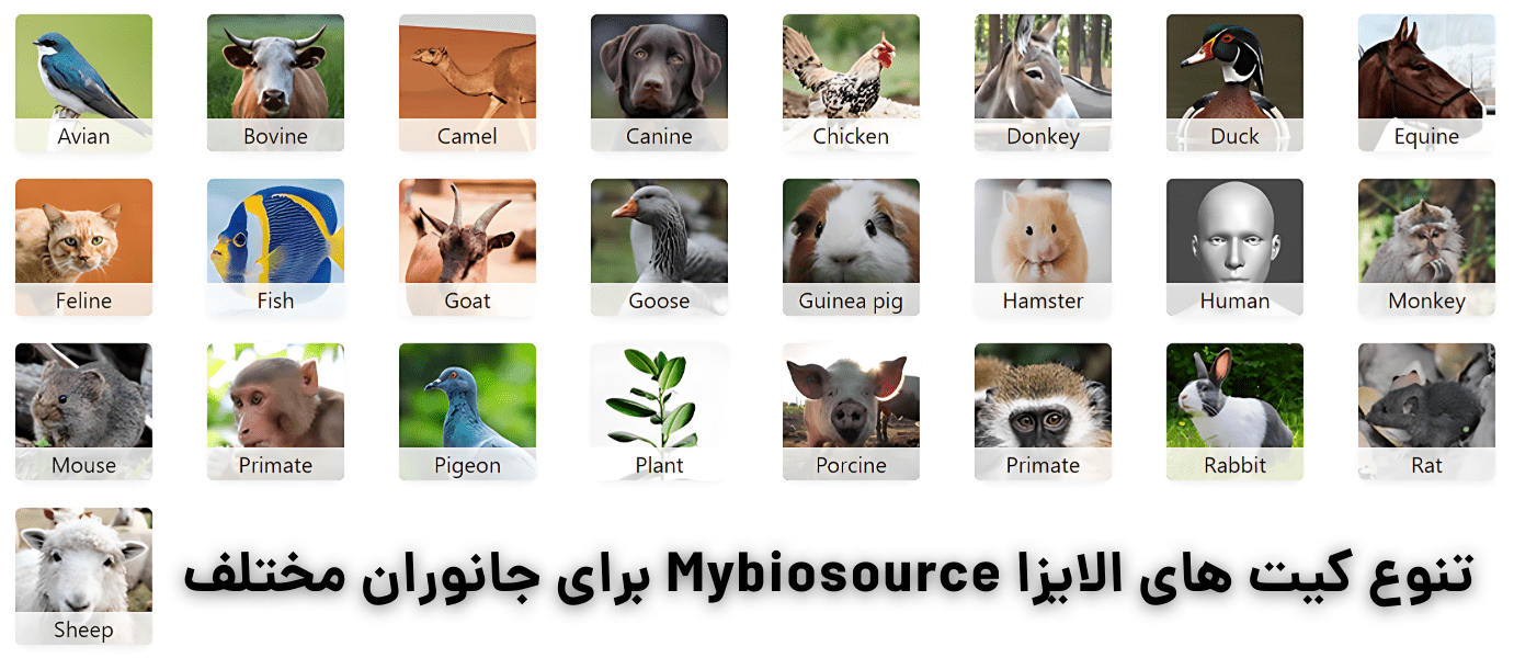 نمایندگی رسمی کمپانی mybiosource