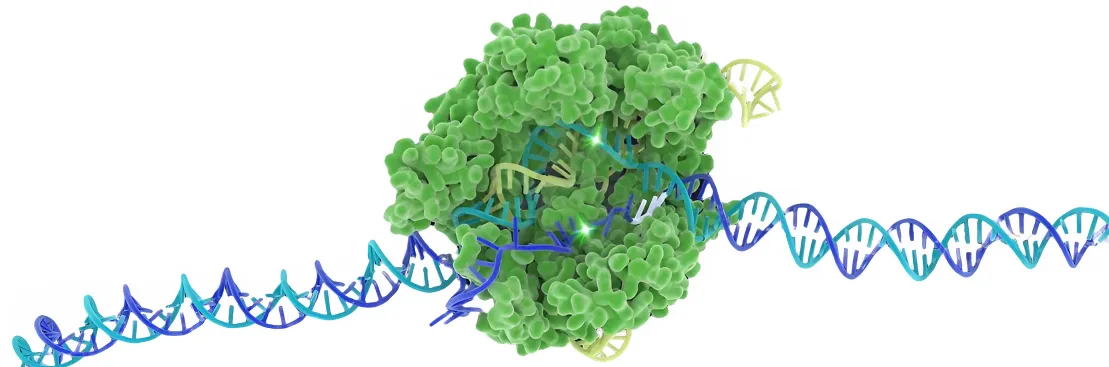آنزیم‌های برشی و محدودکننده: کلید ویرایش DNA شرکت یاس ژن