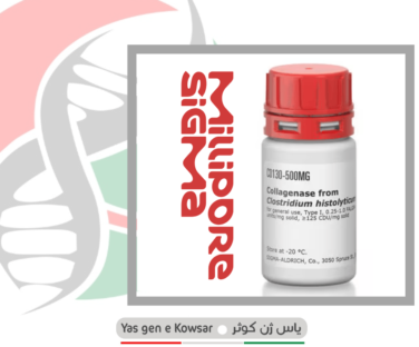 کلاژناز (Collagenase) شرکت یاس ژن