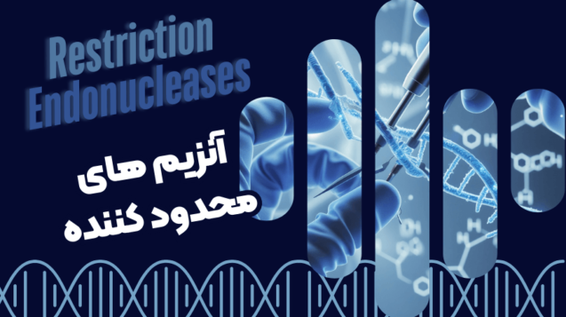آنزیم‌های برشی و محدودکننده: کلید ویرایش DNA
