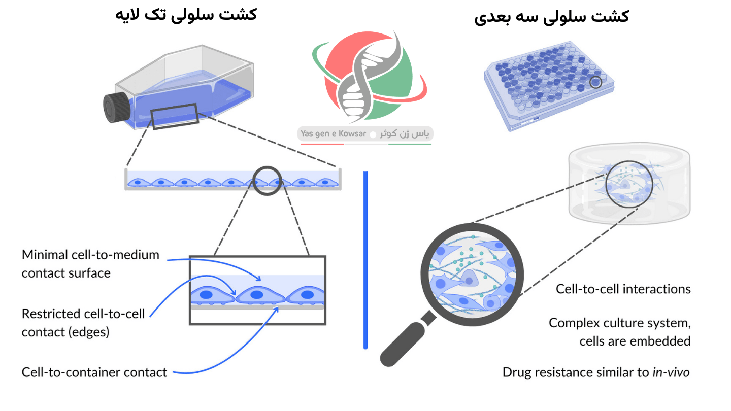 انواع کشت سلول با شرکت یاس ژن کوثر