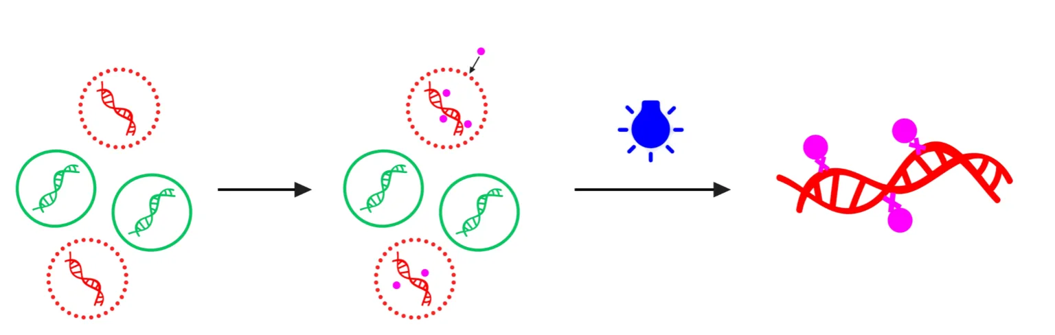 6. Antibodies & Secondary Reagents Biotium آنتیبادیهای اولیه و ثانویه کونژوگه با CF® Dyes تولید میکند. این محصولات برای افزایش دقت در تصویربرداری فلورسانس استفاده میشوند و نسبت سیگنال به نویز بالایی ارائه میدهند. 7. Instruments & Devices تجهیزات جانبی مانند PMA-Lite™ 2.0 برای فعالسازی نوری ترکیبات در qPCR و Glo-Plate™ 2.0 برای انکوباسیون کنترلشده نمونهها، از جمله ابزارهایی هستند که Biotium برای سهولت در انجام آزمایشها طراحی کرده است. 8. Custom Services خدمات تخصصی مانند کونژوگاسیون سفارشی آنتیبادی و طراحی پروبهای اختصاصی نیز بخشی از خدمات Biotium است که به پژوهشگران امکان میدهد محصولات متناسب با نیازشان سفارش دهند.