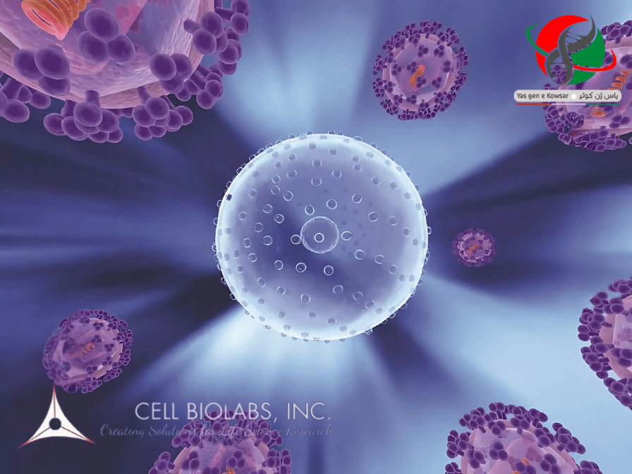 شرکت یاس ژن کوثر نمایندگی رسمی کمپانی cellbiolabs