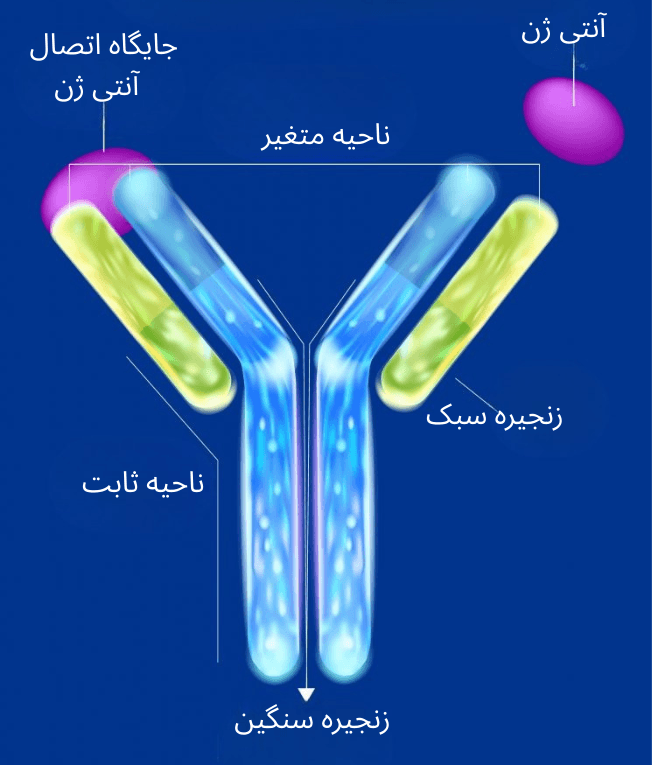 تامین انتی بادی های IHC در ایران شرکت یاس ژن