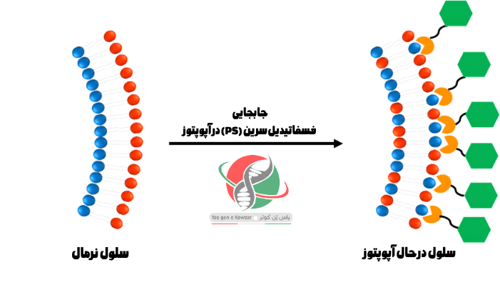 روند مرگ سلولی با کیت انکسین V + PI
