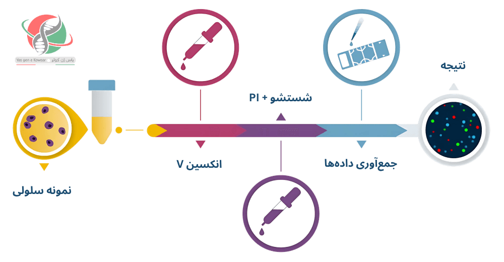 روند مرگ سلولی با کیت انکسین V + PI
