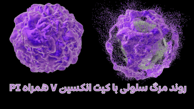 روند مرگ سلولی با کیت انکسین V + PI