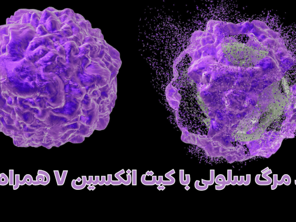 روند مرگ سلولی با کیت انکسین V + PI