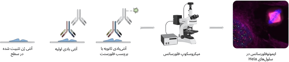 تامین انتی بادی های IF در ایران شرکت یاس ژن