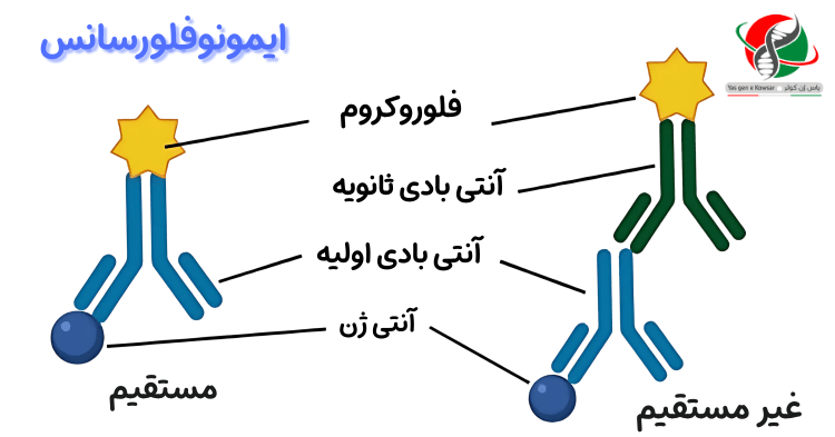 تامین انتی بادی های IF در ایران شرکت یاس ژن