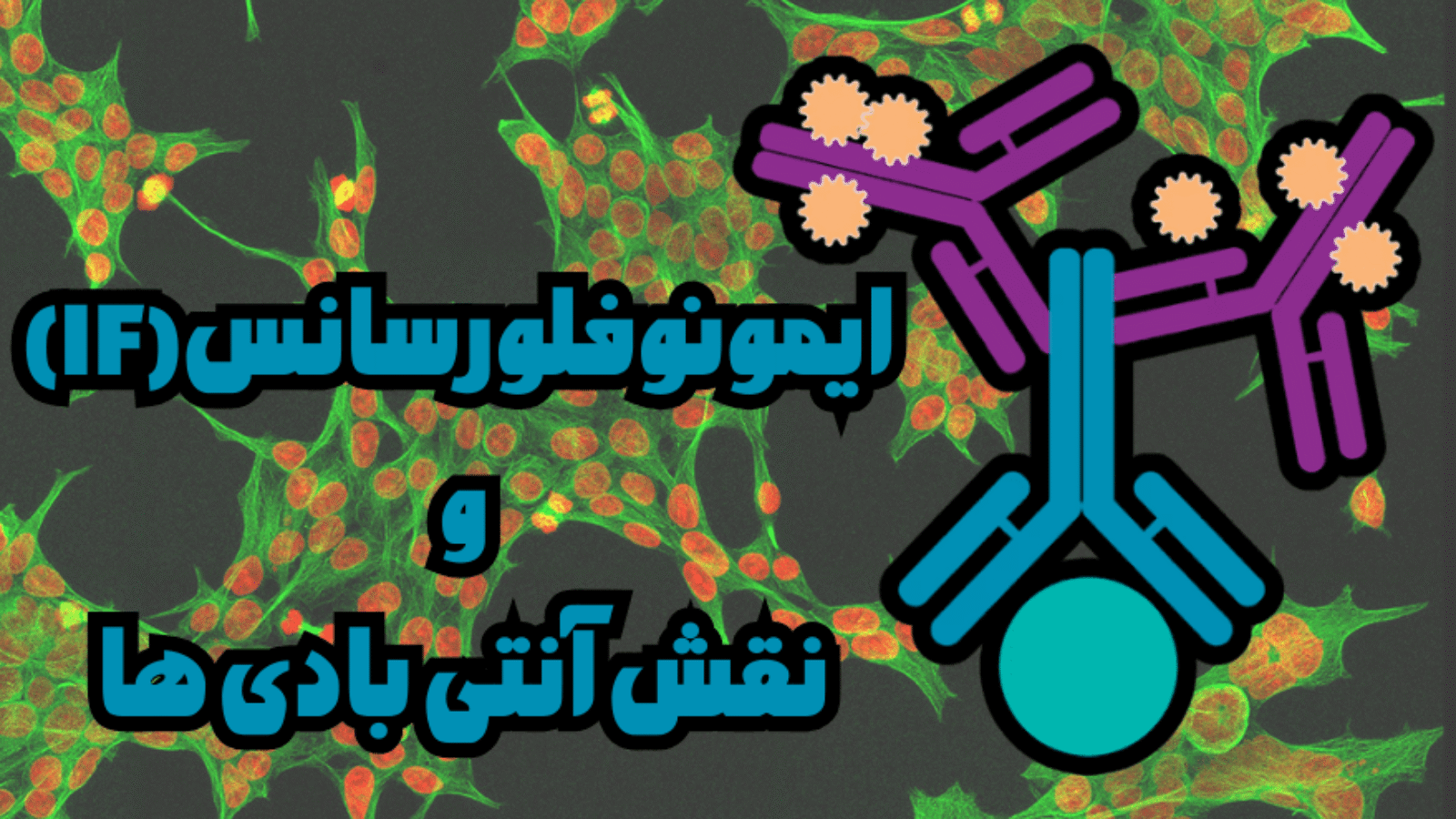 تامین انتی بادی های IF در ایران شرکت یاس ژن