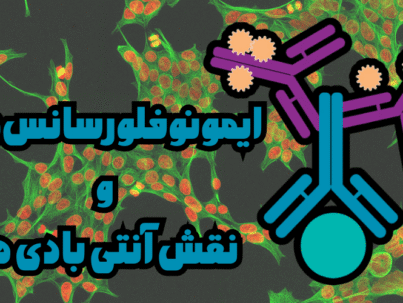 تامین انتی بادی های IF در ایران شرکت یاس ژن