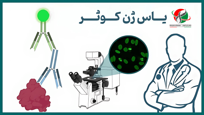 تامین انتی بادی های IF در ایران شرکت یاس ژن