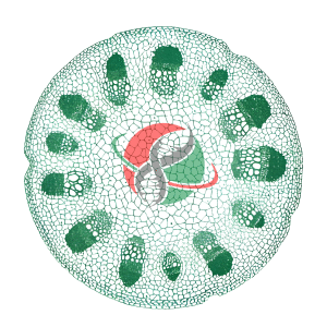 تجهیز کلینیک گیاه پزشکی توسط شرکت یاس ژن کوثر