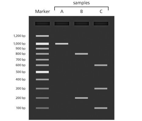 آنزیم‌های PCR و qPCR و ِDNA Ladder شرکت یاس ژن با کیفیت عالی