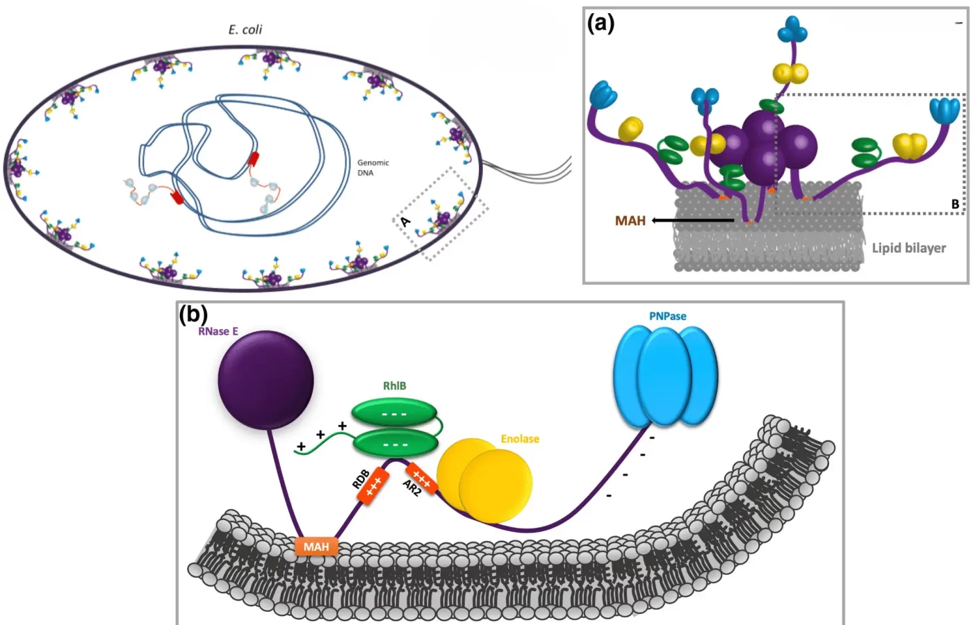 آنزیم E. coli Poly(A) Polymerase شرکت یاس ژن